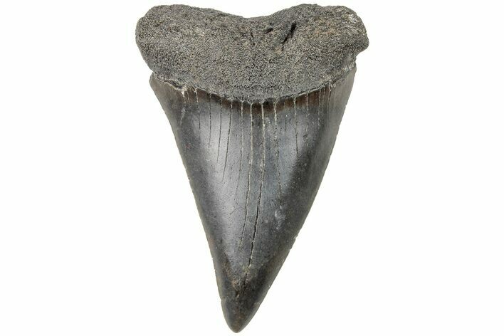 Fossil Broad-Toothed Mako Tooth - South Carolina #204766